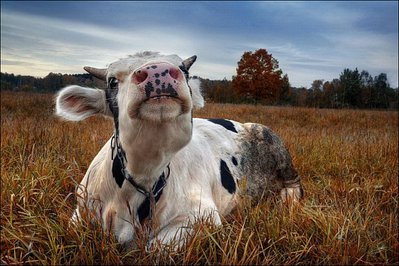 В Чертковском районе корова заразилась бешенством