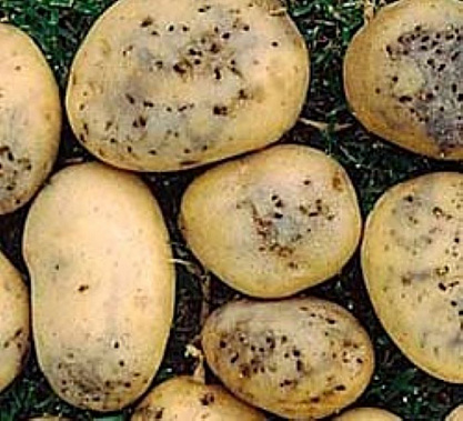 На полях в Весёловском районе  обнаружили картошкину моль