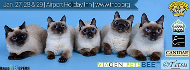 Как кошки-крошки Америку покоряли