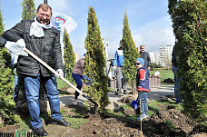 Клены, липы, туи...