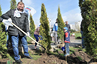 Клены, липы, туи...