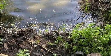 В водоемах Ростовской области зафиксирована массовая гибель рыбы