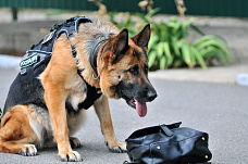 21 06 2025 Определились лучшие кинологи Росгвардии юга России