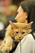 О кошках и о себе_21130