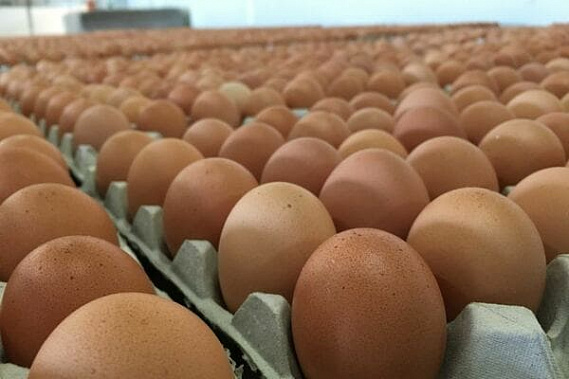 Более 53 миллионов яиц получили жители Новороссии из Ростовской области