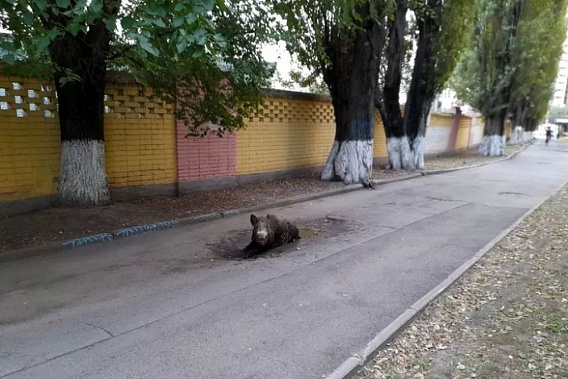 Источник фото: пресс-служба администрации Ростова-на-Дону.