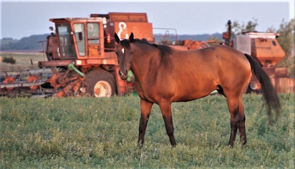 В Ростовской области могут увеличить размер участка земли под пастбище для личных нужд без торгов