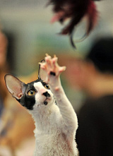 О кошках и о себе_21129