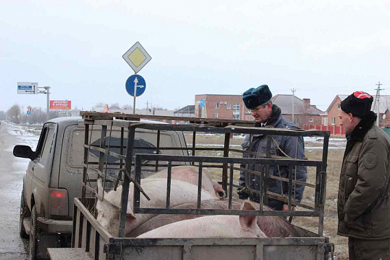 В Егорлыкском районе – «первая ласточка»: при совместном рейде ветеринарной инспекции, полиции и казаков задержана партия свиней без сопроводительных документов.