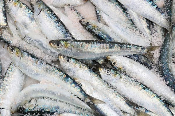 В Ростовской области не выпустили через границу более 6 тонн морской рыбы