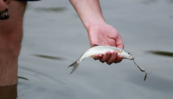 В Ростовской области вылов шемаи по-прежнему под запретом