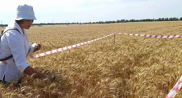 Провели апробацию озимой пшеницы, озимого и ярового ячменя, гороха