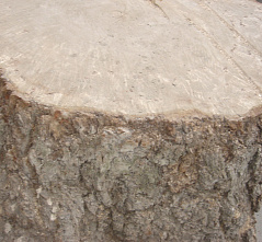  По липовым документам лесную продукцию контрабандно отправили за кордон