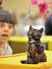 О кошках и о себе_21133