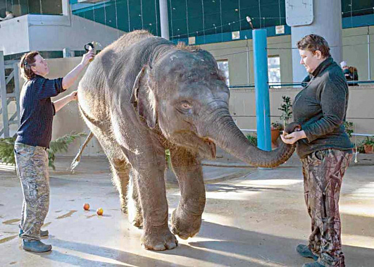 Свое трехлетие слониха Эколь встречала еще в Ростовском зоопарке. Фото из открытых источников