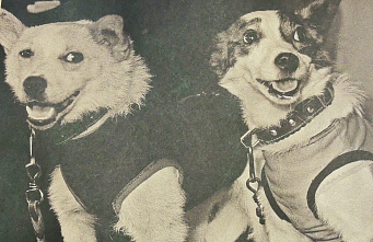  Белка и Стрелка: они вернулись и улыбались!