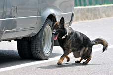 21 06 2025 Определились лучшие кинологи Росгвардии юга России