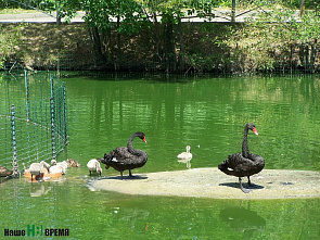 Даже змеи – в молодежном формате