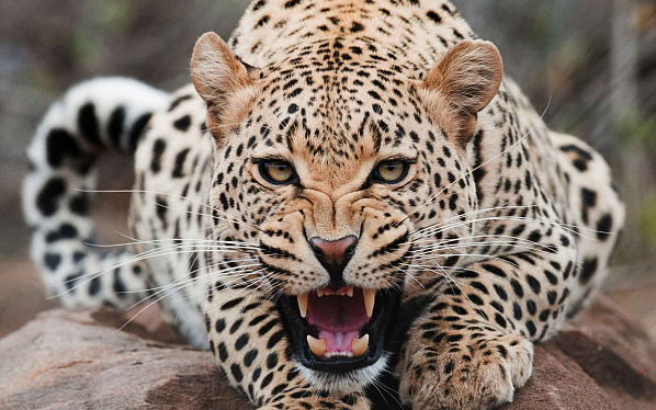 Деньги леопардов растратил WWF