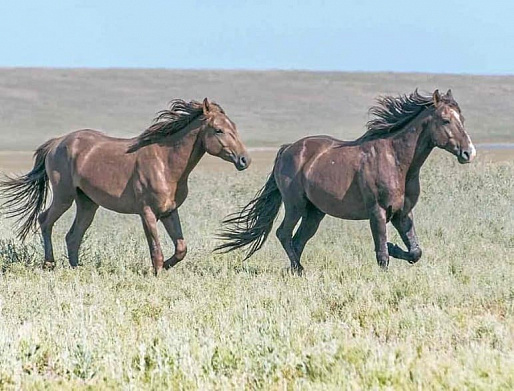 МУСТАНГИ