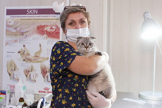 В марте кошек в Ростове можно будет стерилизовать по льготной цене