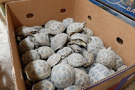 В таком состоянии обнаружили черепах в 2019 году. Фото: ГУ МВД по Оренбургской области
