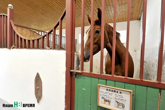В Ростовской области появится конный клуб премиум-сегмента за 200 миллионов рублей 